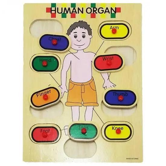 Human Organ Puzzle Board The Stationers
